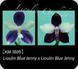 P. Lioulin Blue Jenny x sib. 3699